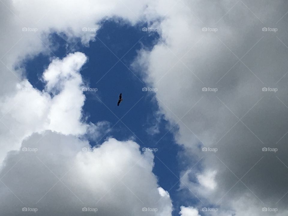 Hawk on a Cloudy Day