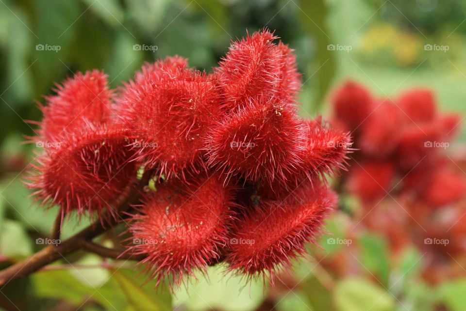 Red thorny