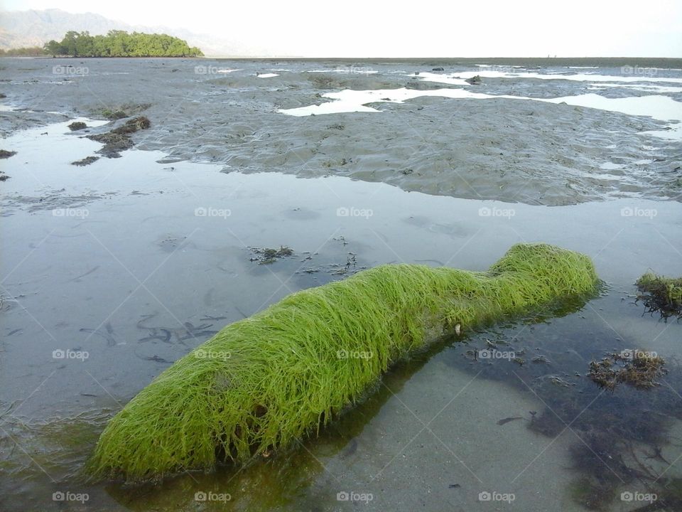 Moss on the beach