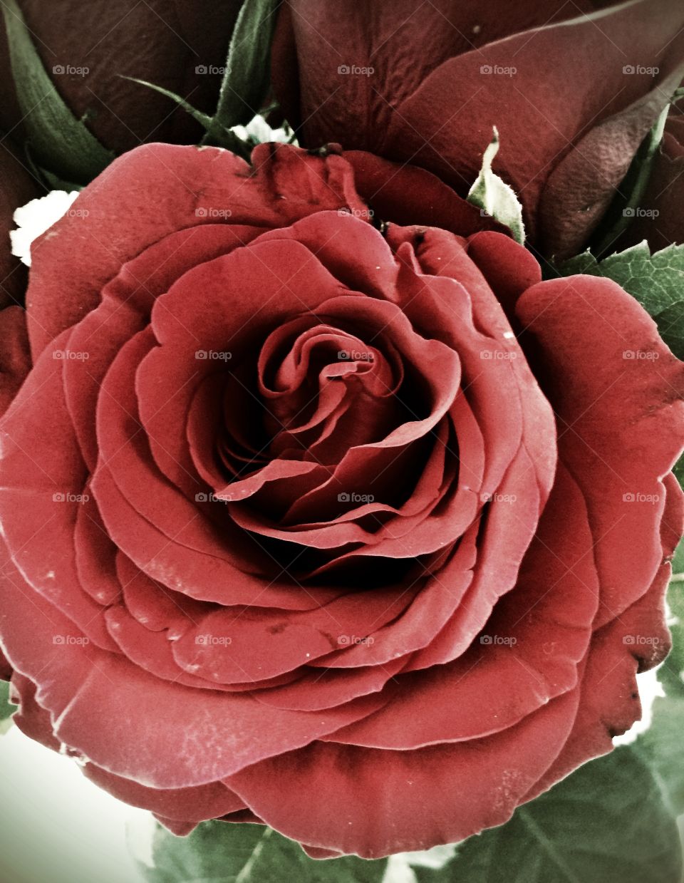 Red rose