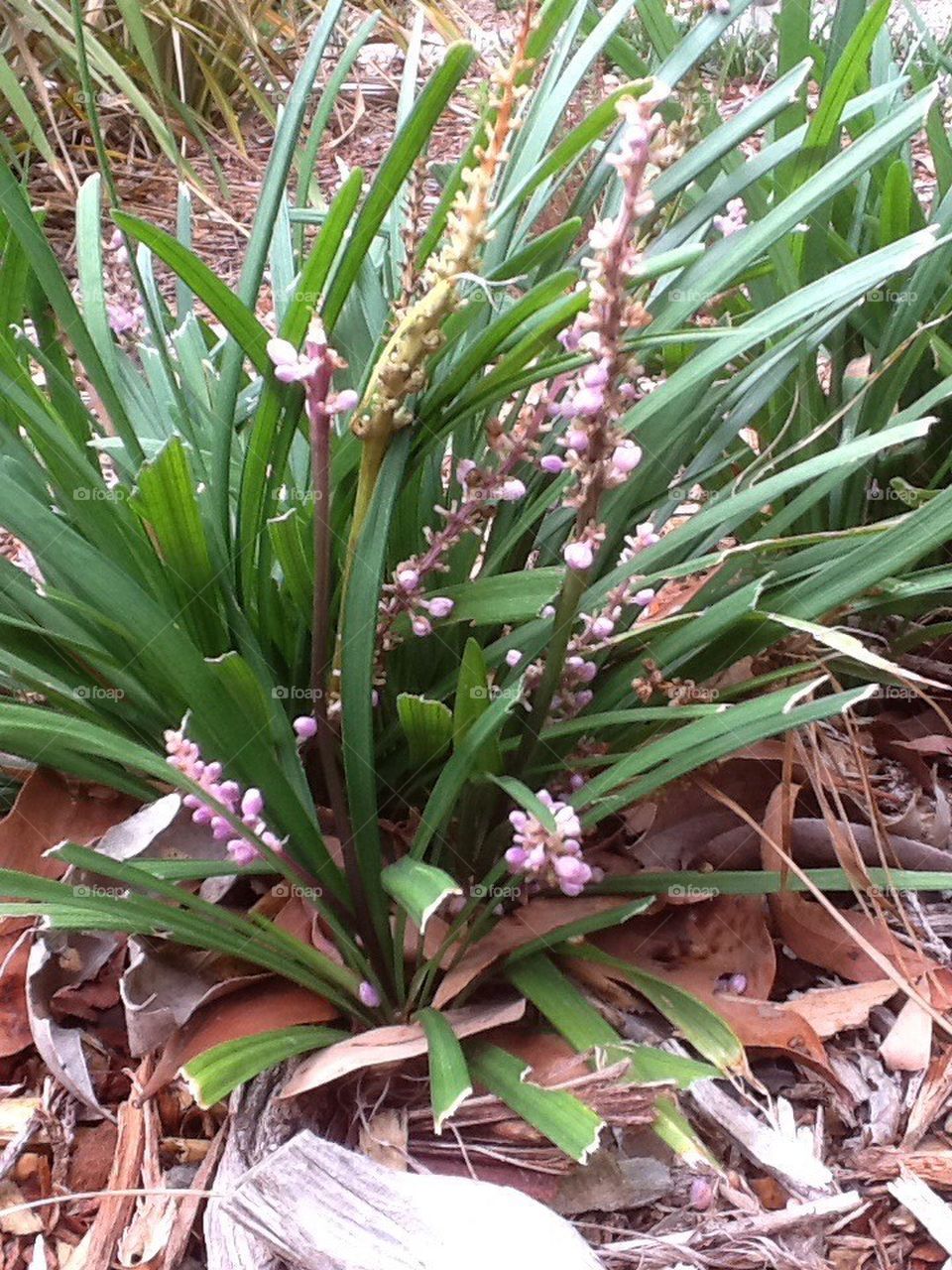 Liriope in my garden