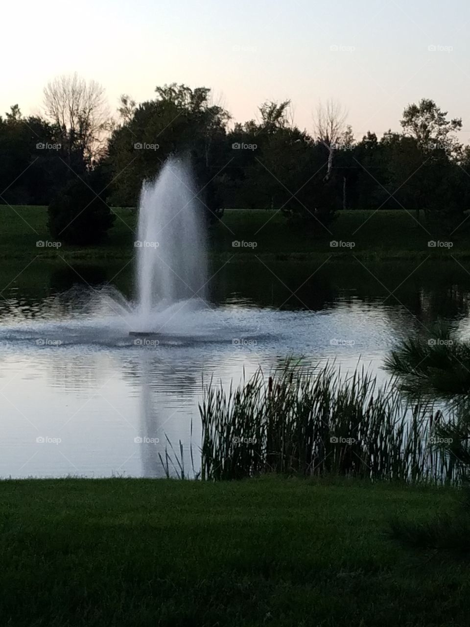 Cattails in the Pond