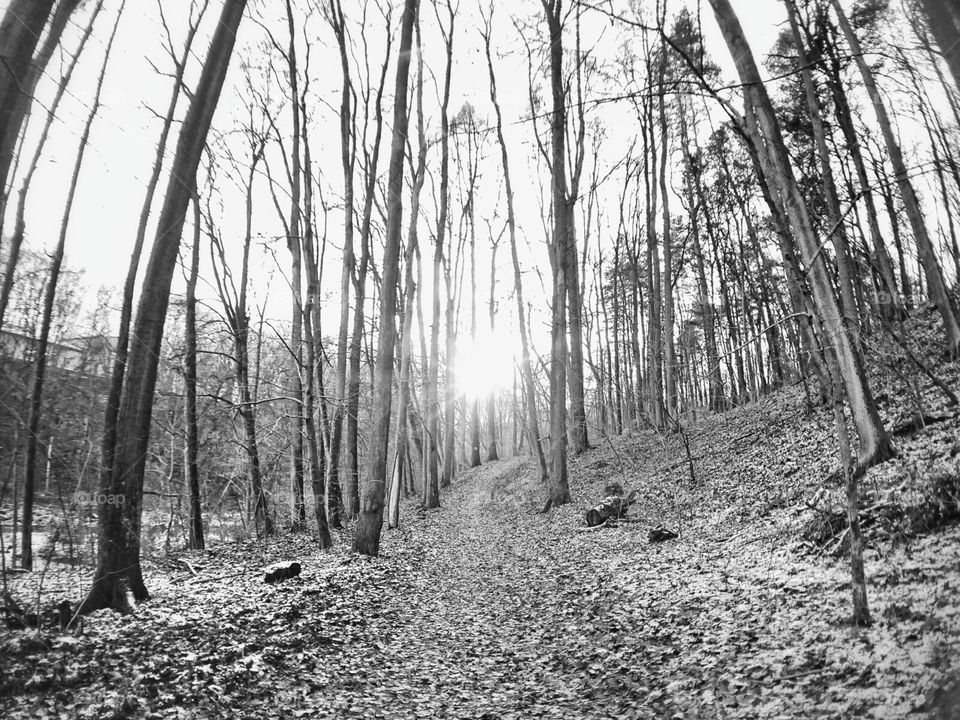 Forest - Olsztyn, Poland