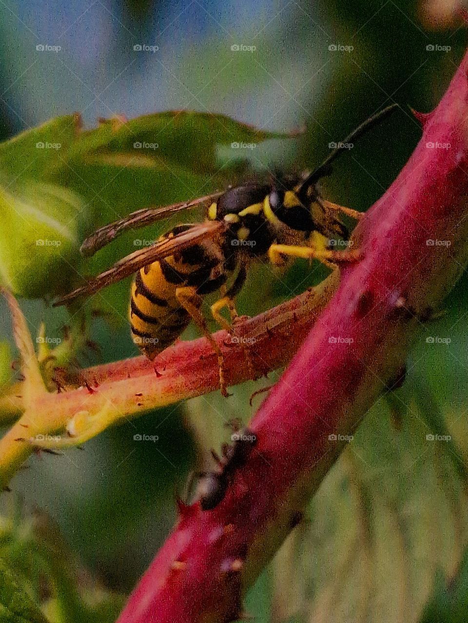 bee on the plant