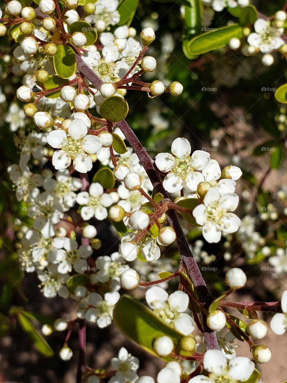 pyracantha blooms
