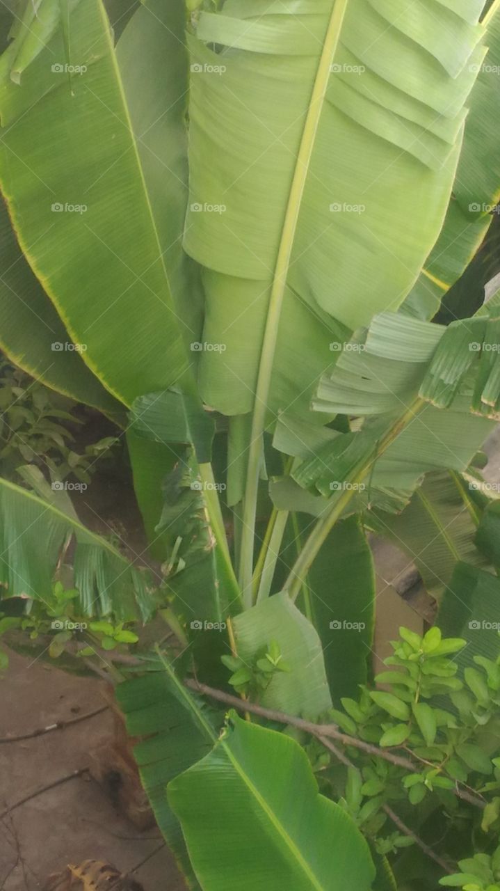 banana  leaf