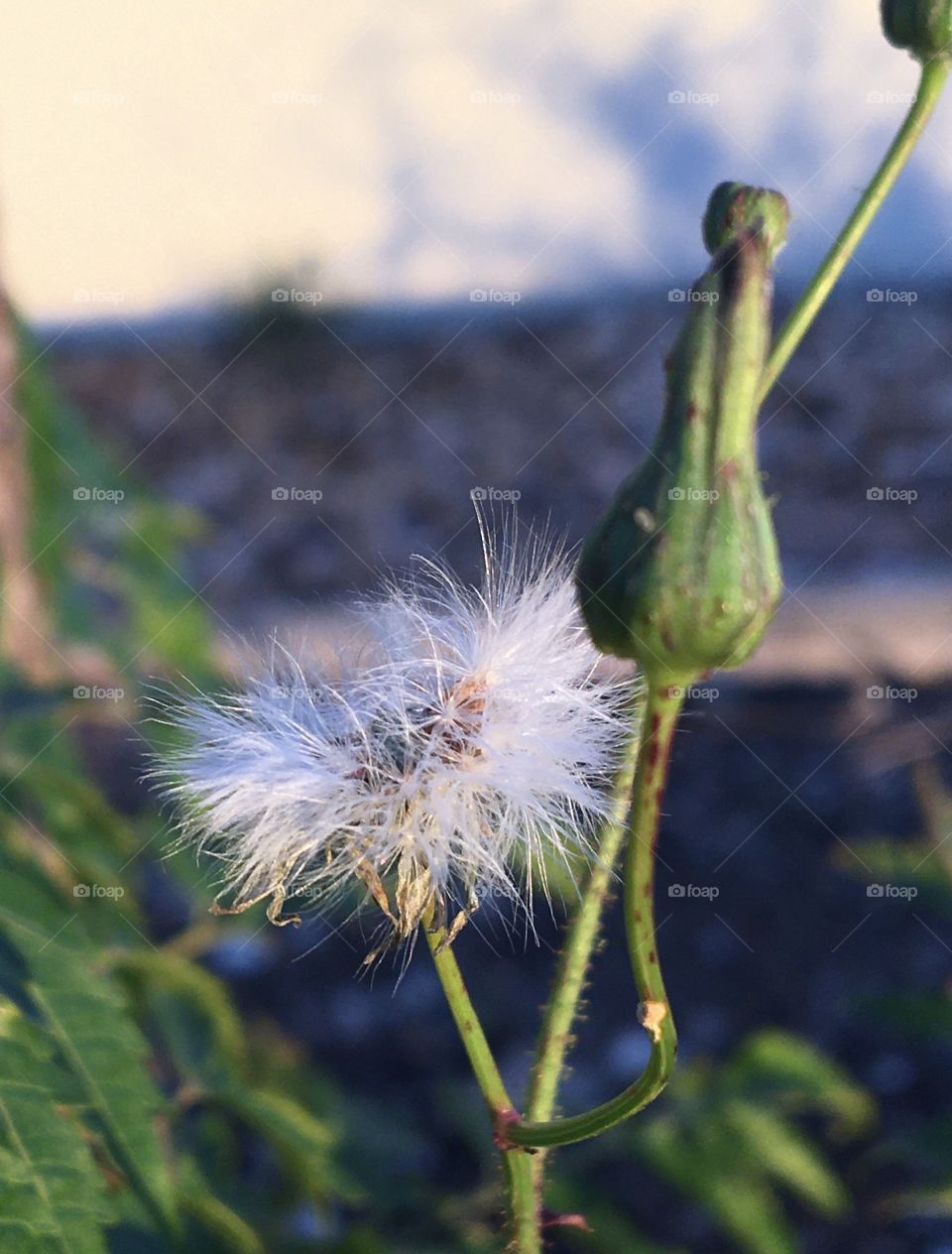 Transformation of flowers