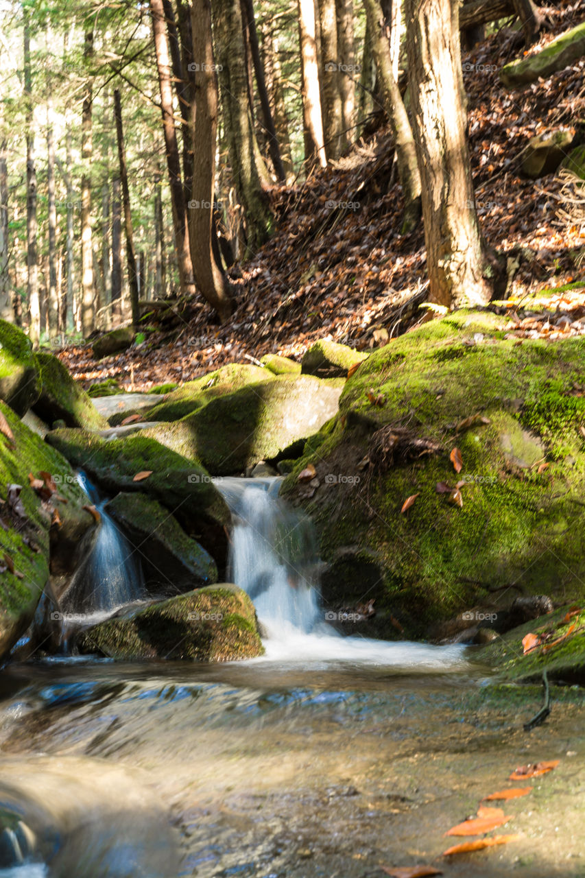 View of mossy stream