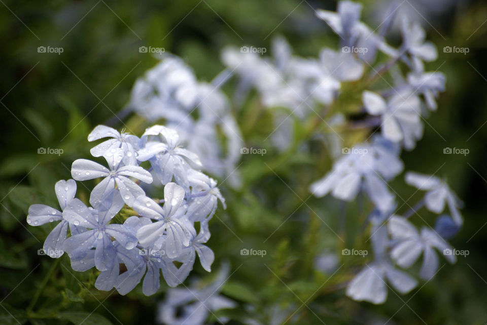 Rain puts a sparkle to the lightest colours.