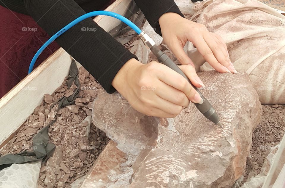 Archaeologist carving dinosaur fossil