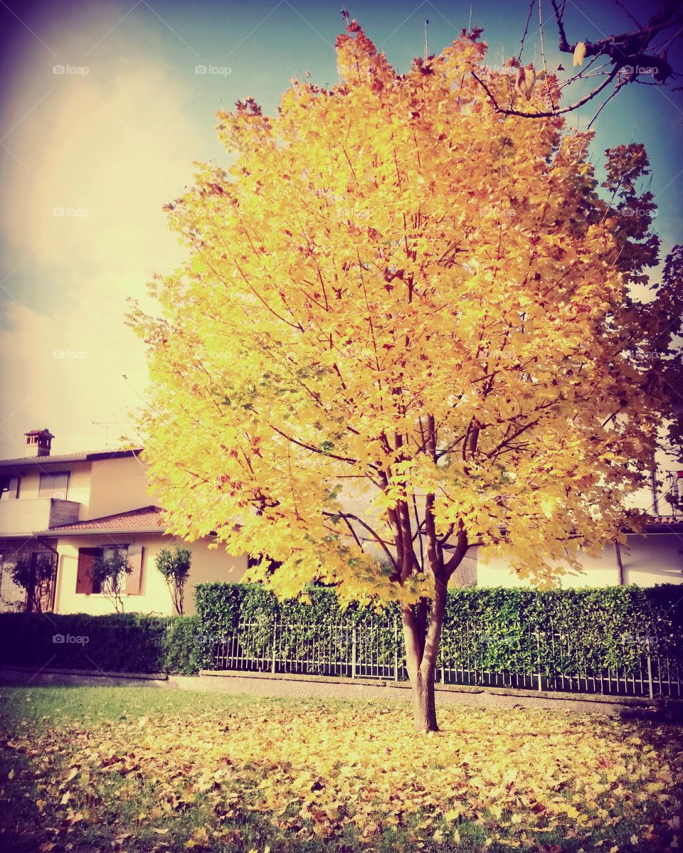 The  color  of  autumn. This tree, with this  beautiful  color,  caputerd  my attention