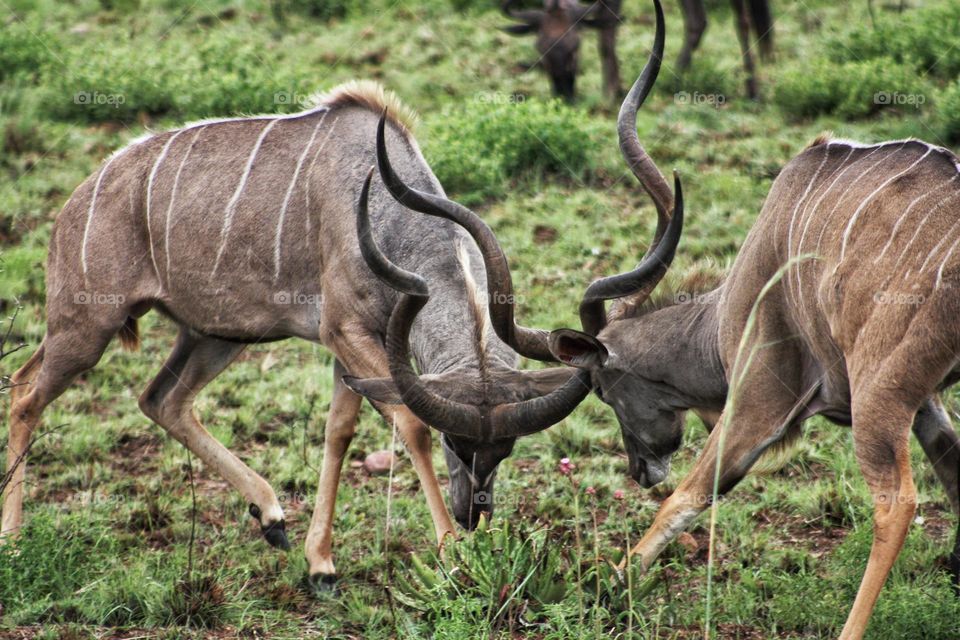 two Kudu bulls locking horns