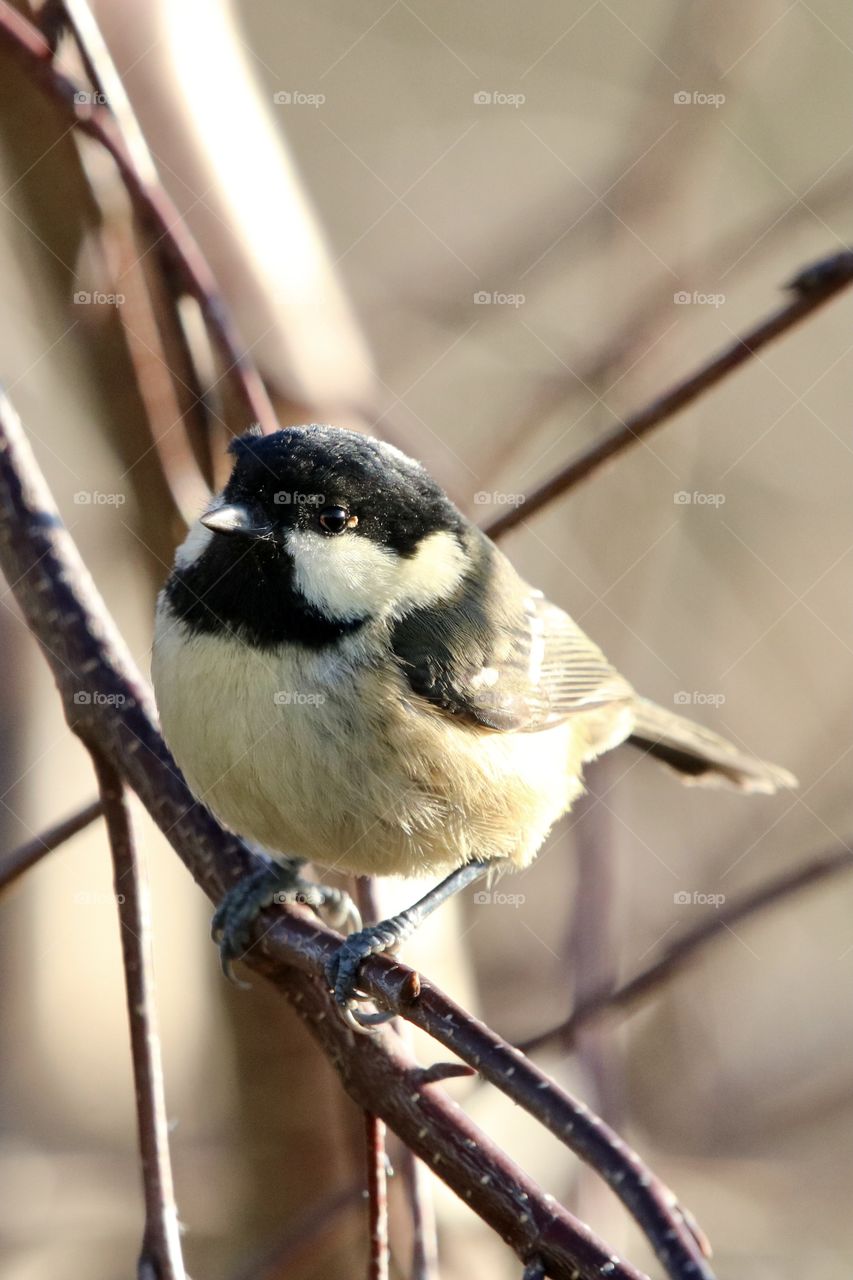 Great Tit