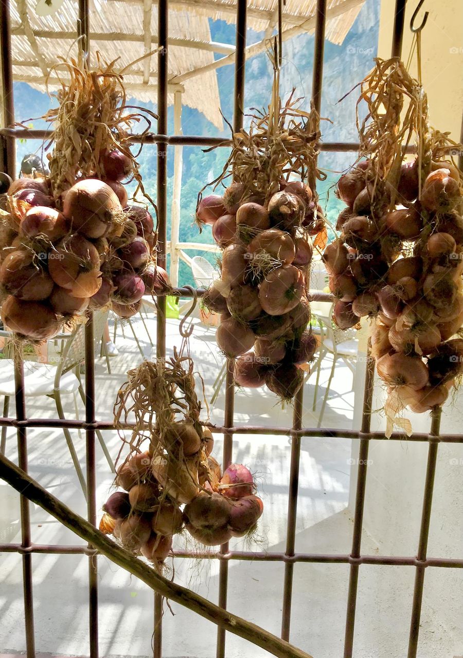 Harvest time at Agricola Fore Porta, five star location and food found north of Amalfi. Well worth the hike!