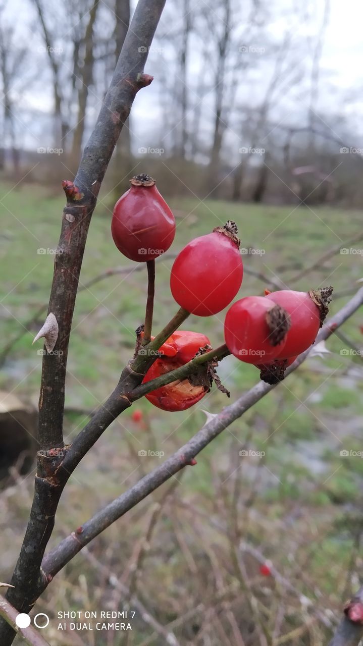 plod divlje ruže (Rosa canina) zimi na grmu