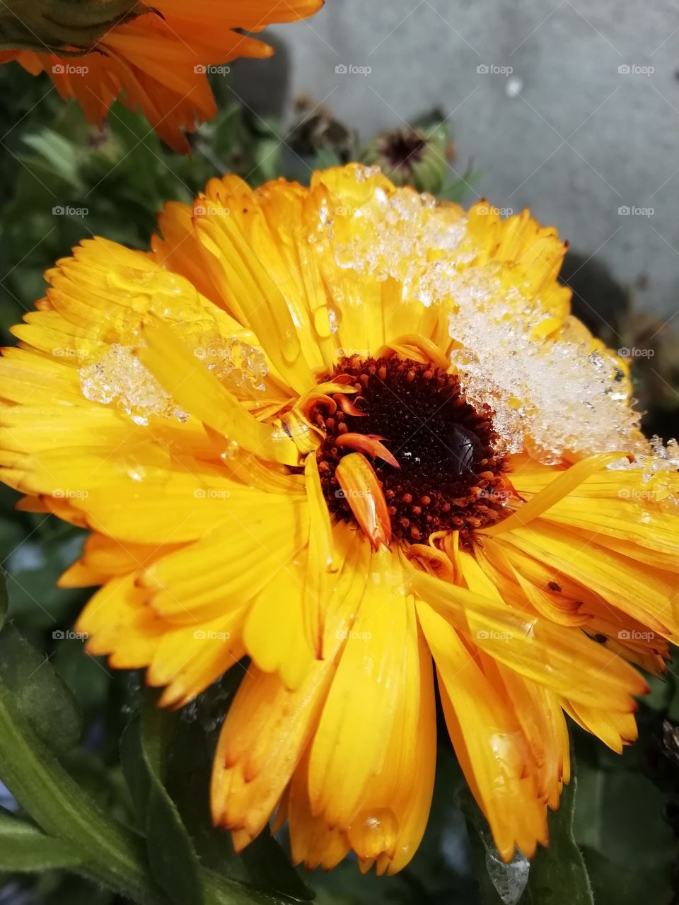 Calendula