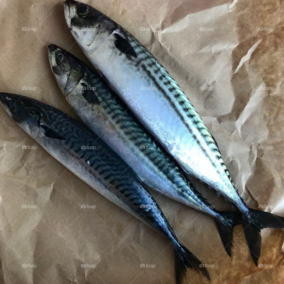 mackerel