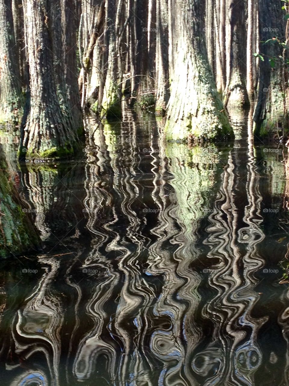 Rippled tree reflections