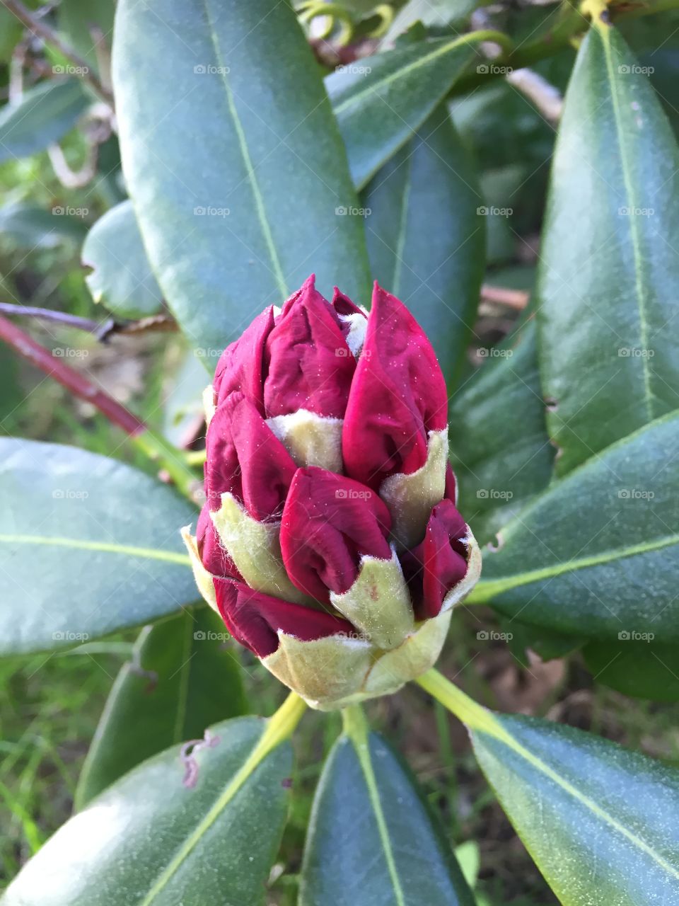 Rhododendron in my garden 