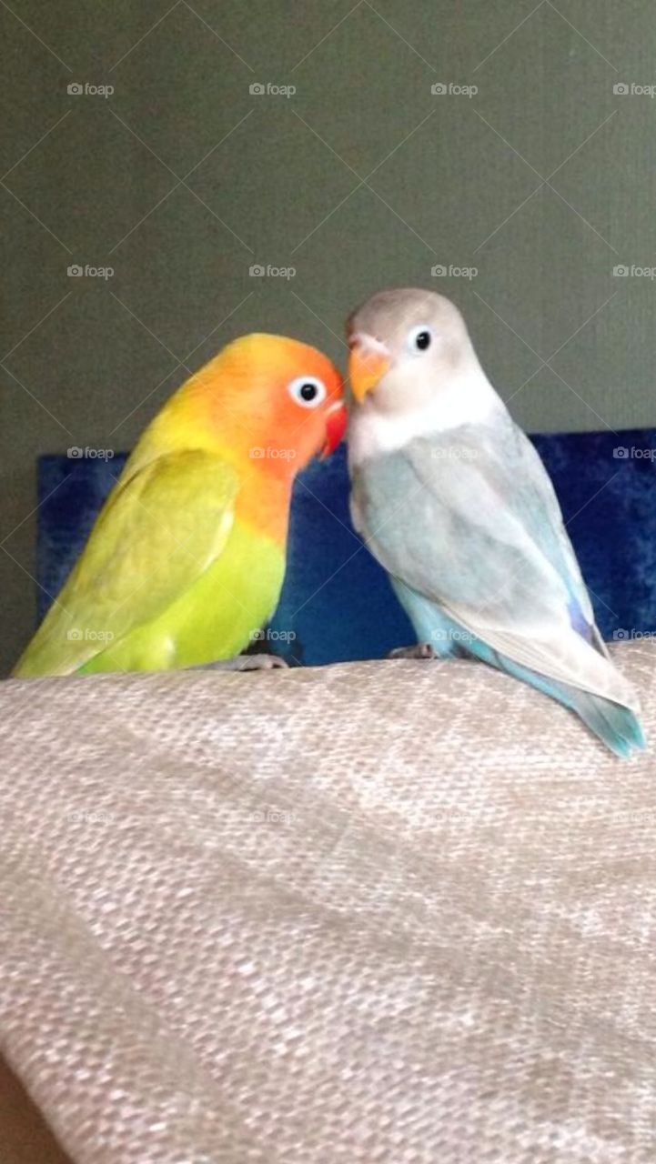 Birds Kiss