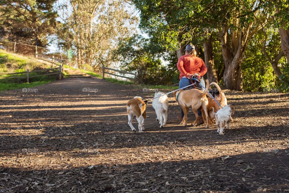 A group of dogs all go together for a walk in the park on a sunny afternoon. 