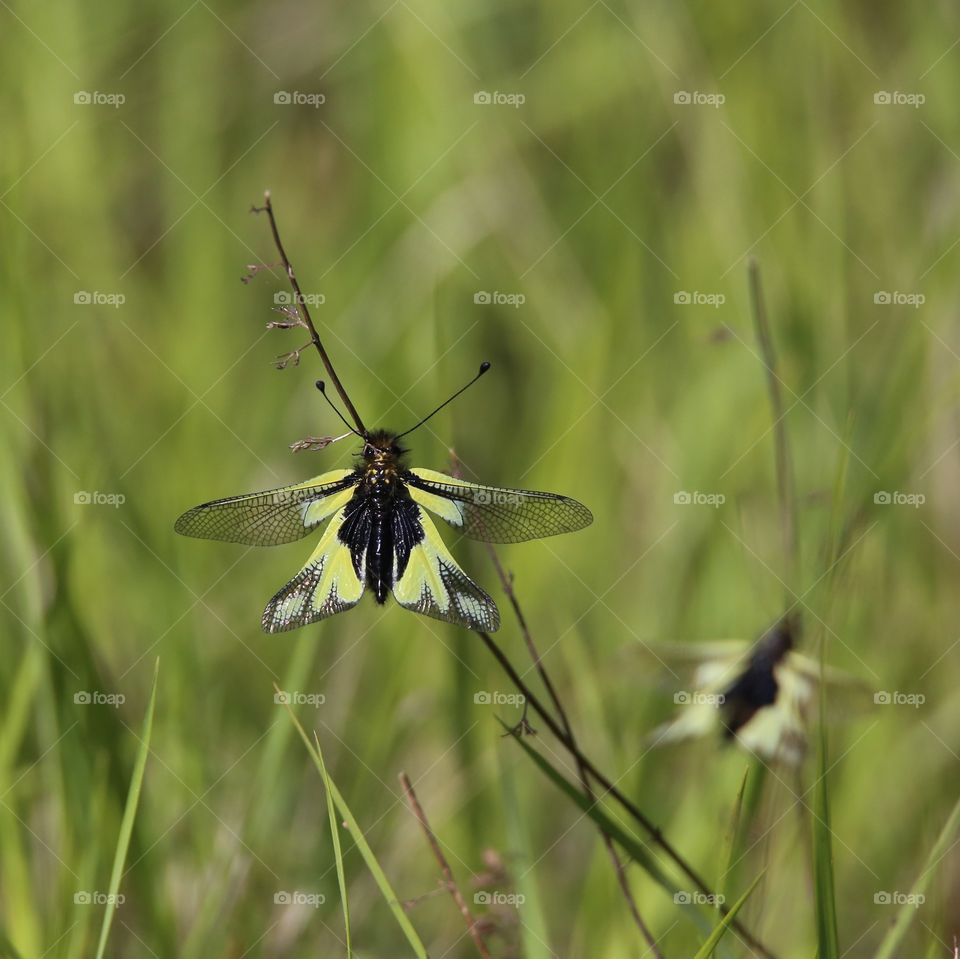 dragonfly