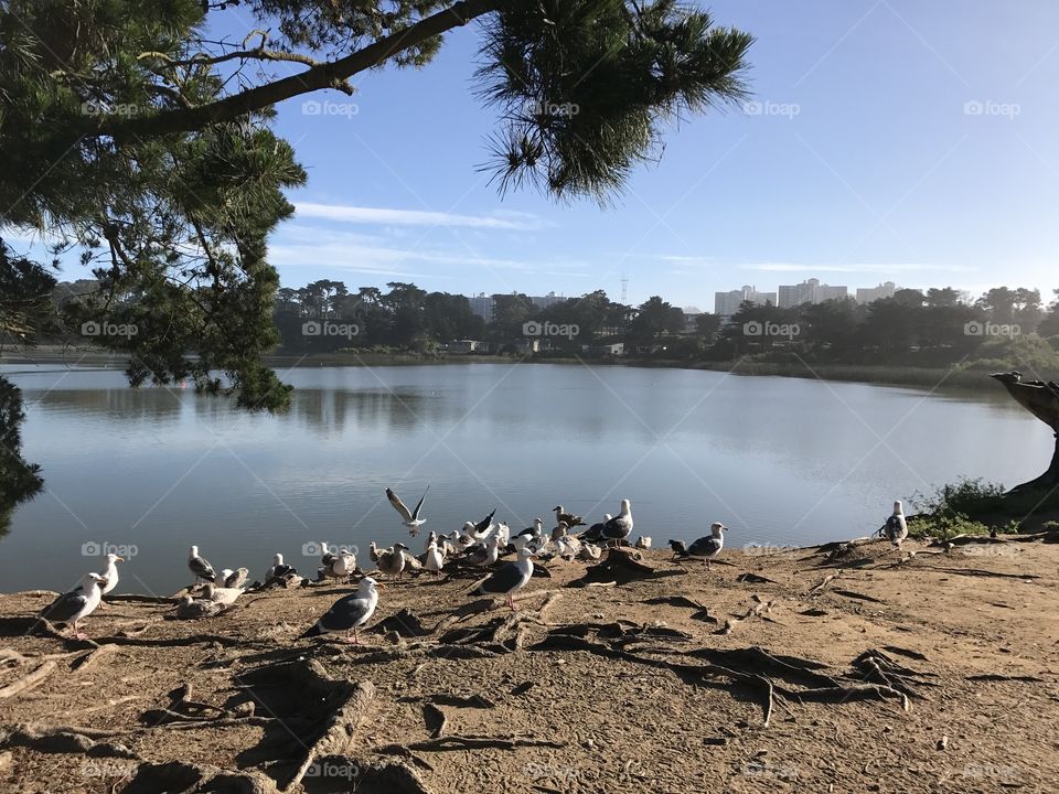 Early Morning at Lake Merced 