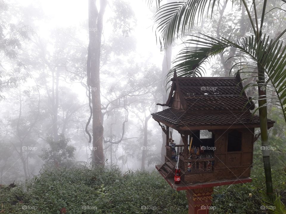 Foggy jungle