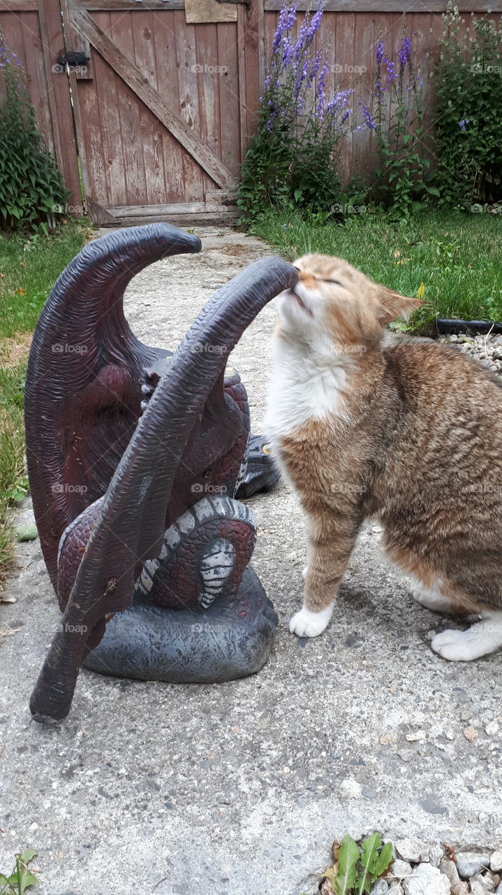 The Mighty Dragon Beheader Cat Sir Kelmister Enjoys His Prey