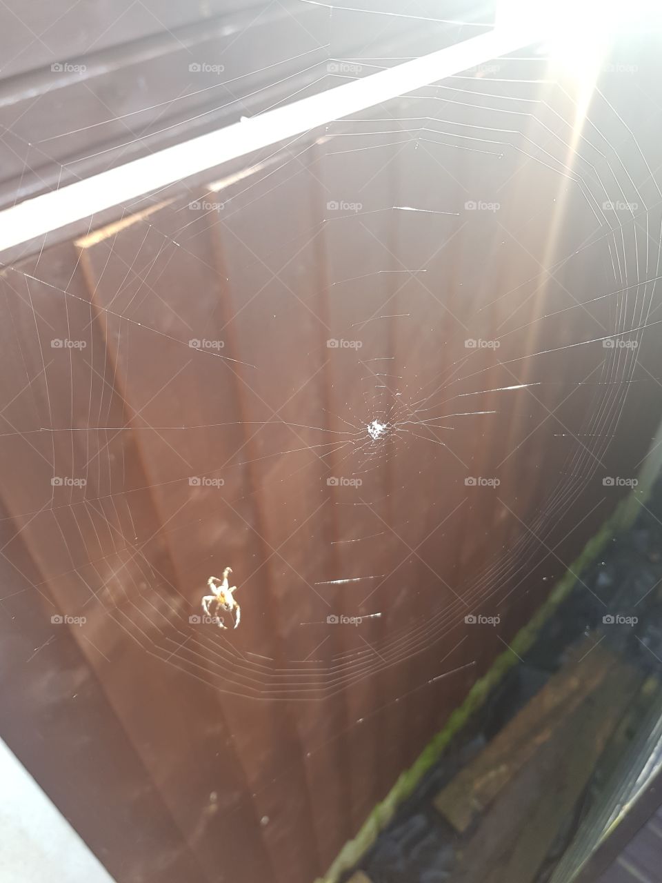 Spider building a web
