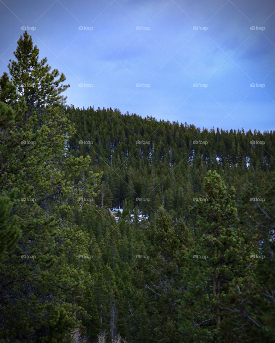 Pine forest covered mountainside.