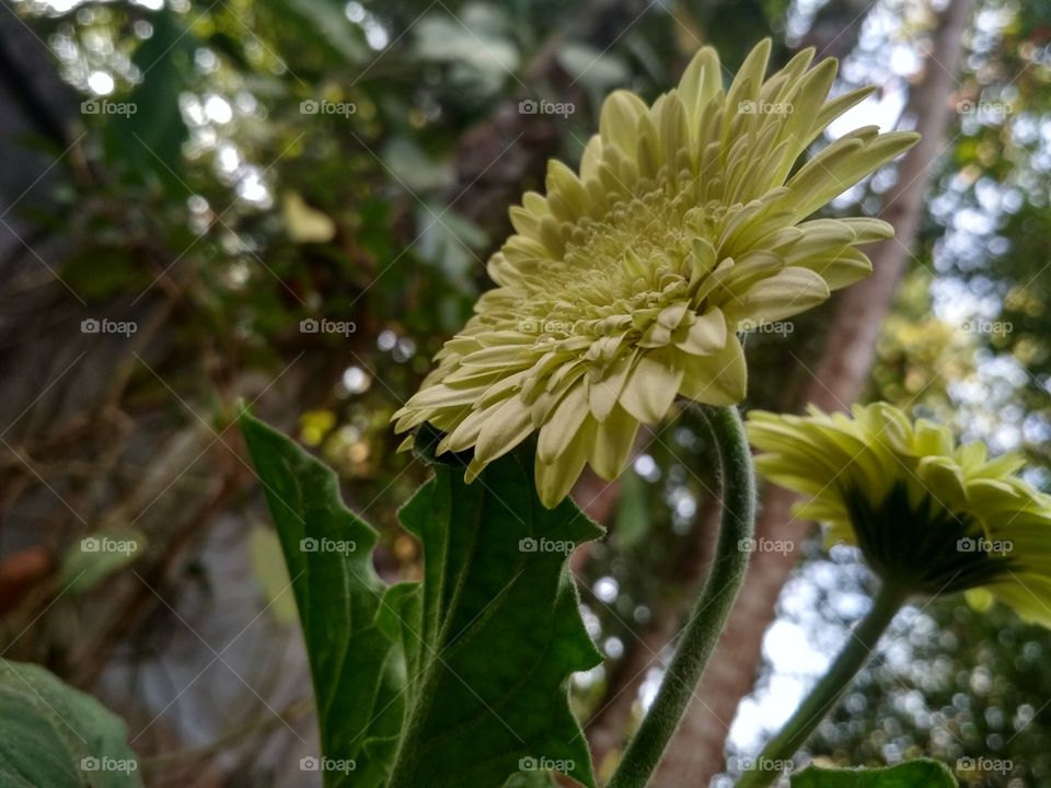 Home Garden flower