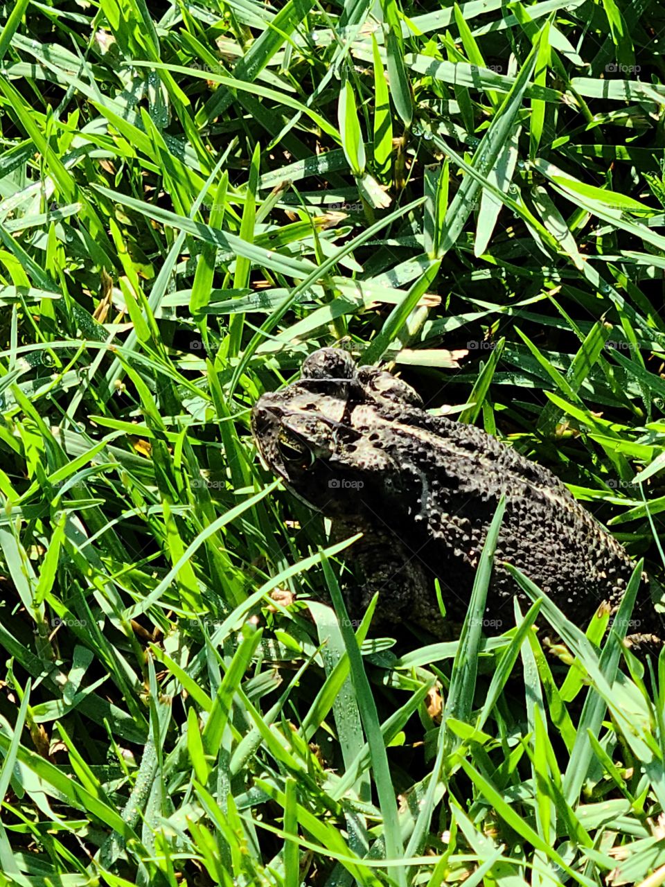 Frog in the grass 2