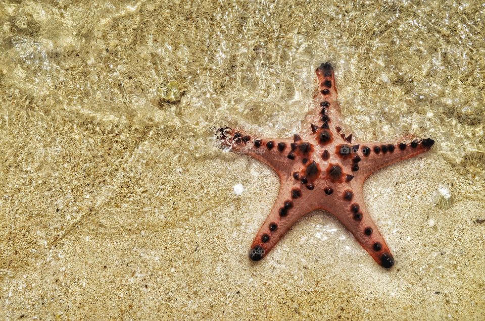 Starfish