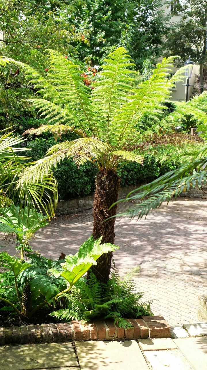 Palm type tree