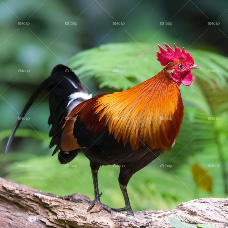Red Junglefowl Gallus Gallus Tropical Bird Stock Photo