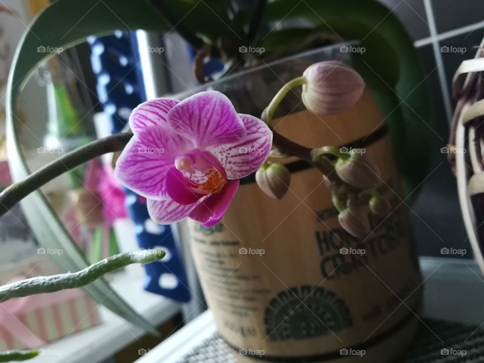 First flower this Winter