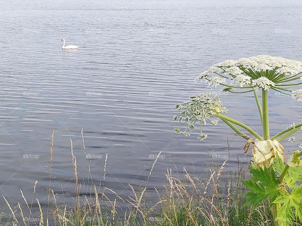 lonely swan