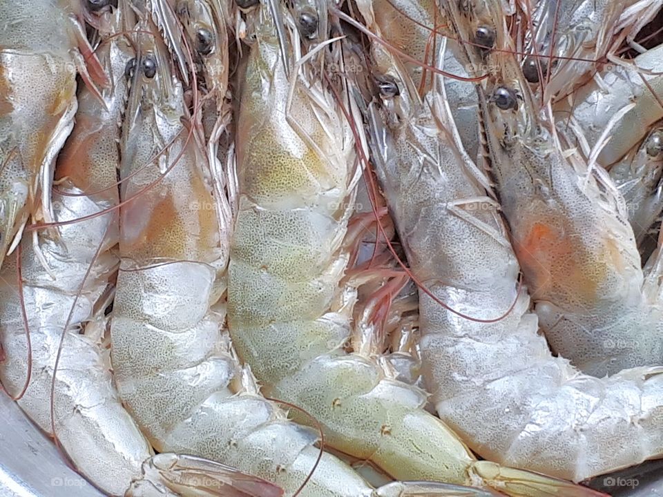 Fresh prawns