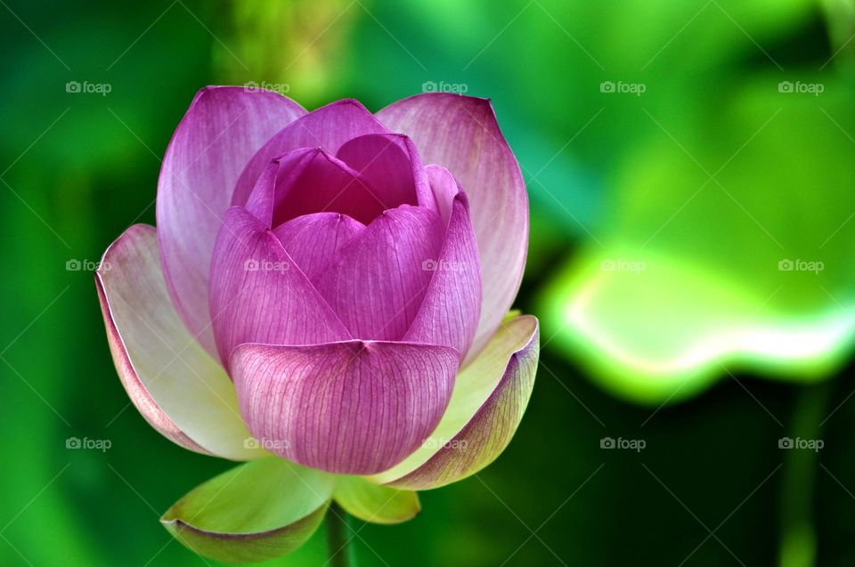 Beautiful flowers in bloom