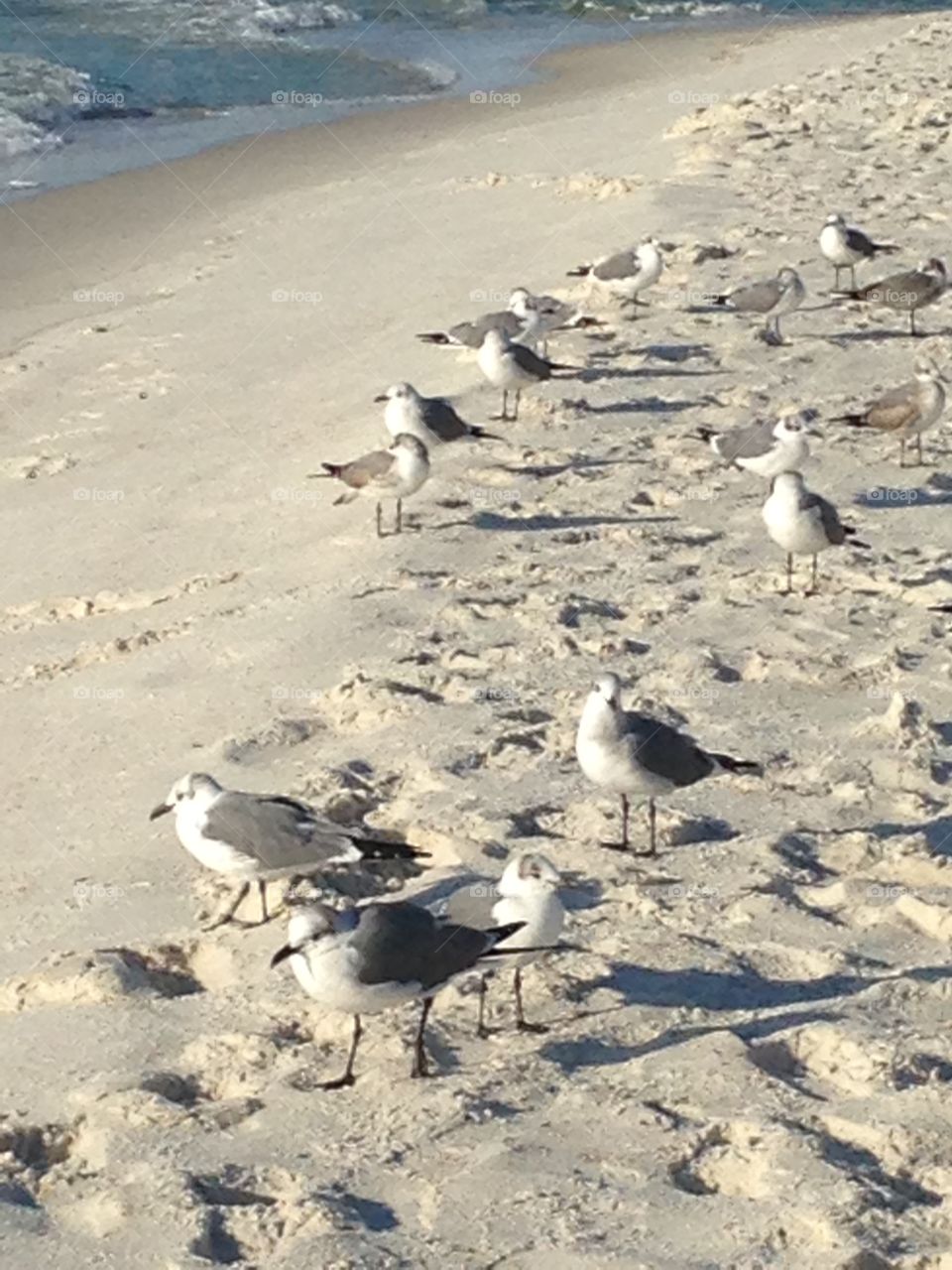 Beach birds seagulls  white