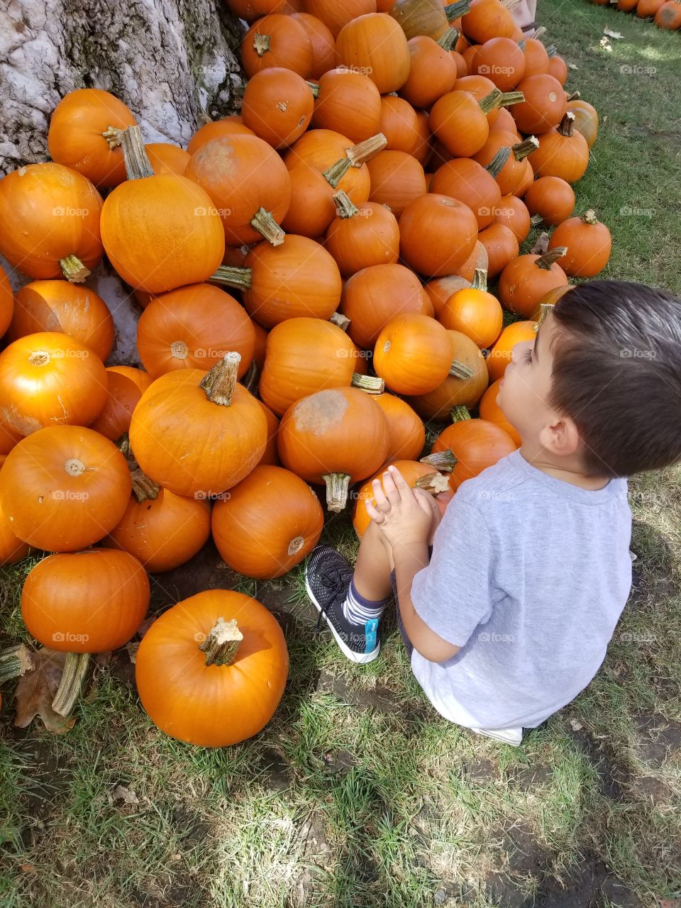 Grow, Pasture, Fall, Pumpkin, Food