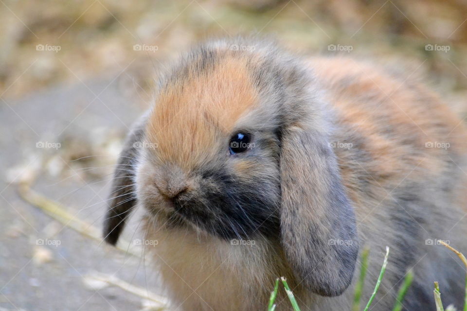 Very cute little baby Rabbit