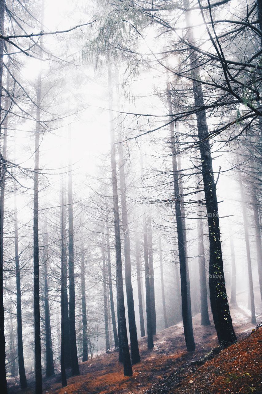Trees in forest during foggy weather