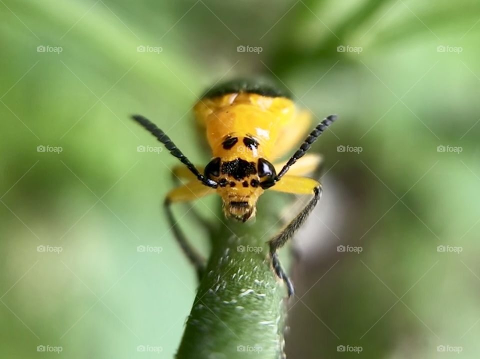 Hi yellow bug! | Photo with iPhone 7 + Macro lens. 