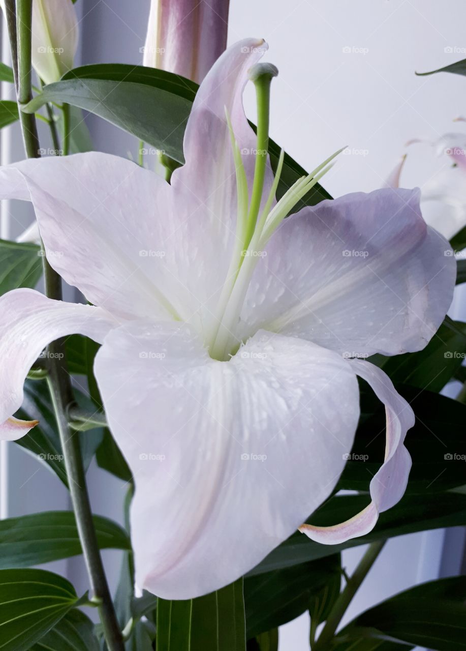 Beautiful lily flower