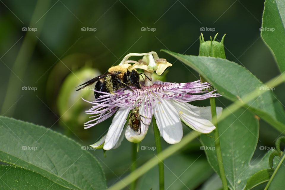Bumblebee in action
