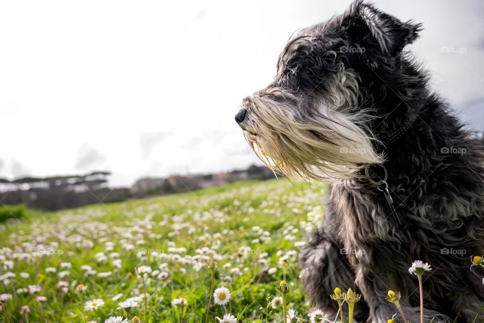 Dog and flowers