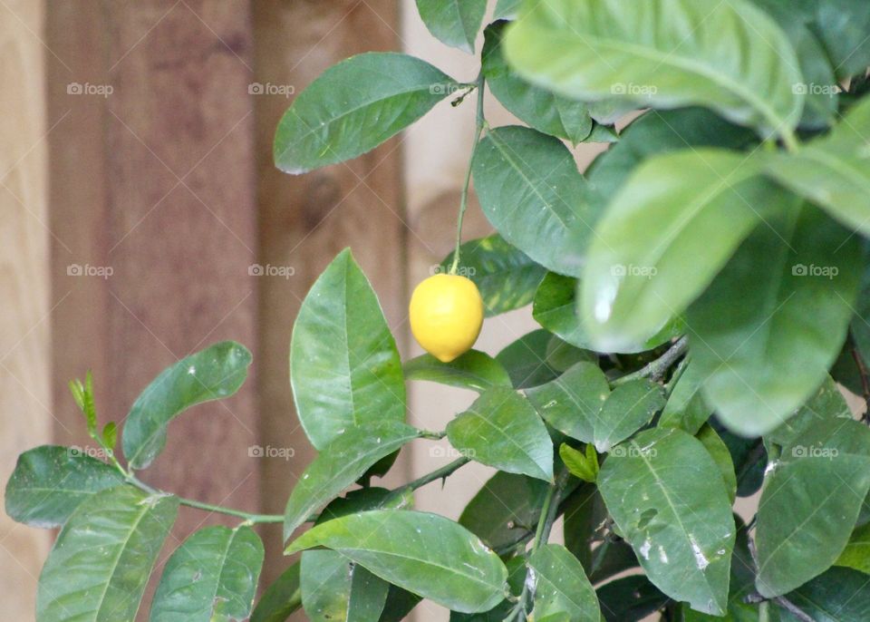 Lemon tree 