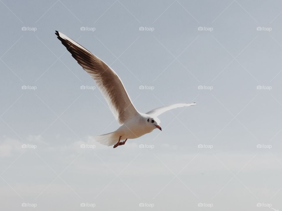 seagull